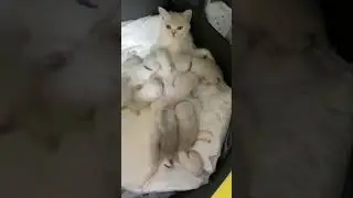 #cat#pet#comedy#cute#love#shorts#fauny#petsofyoutube#fyp#viral#tiktok#Amazing#talentshow#incredible