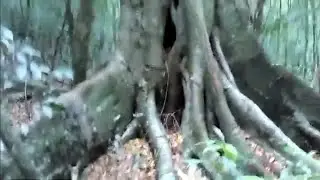 O dia que fui detectar em uma figueira sinistra e a câmera ficou sem áudio..