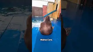 Why is this walrus so dramatic 😭 #walrus #seal #funny #shorts