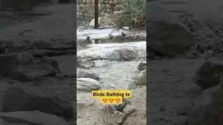 birds bathing time 😍😍 #birds #birdslover #bathing #birdbathing #animallover #birdlovers #vlogging