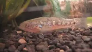*** Mogurnda Adspersa, (Southern Purplespot Gudgeon)***