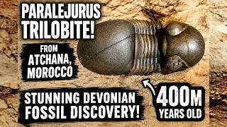 Paralejurus Trilobite from Atchana, Morocco &ndash; Stunning Devonian Fossil Discovery!