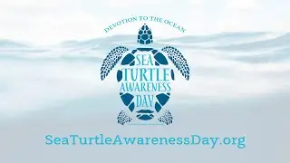 Sea Turtle Awareness Day