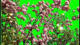 Branch of Pink Flowers Blowing in the Wind Green Screen 4K 🟢
