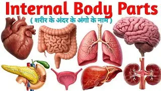 Internal Body Parts Name for Kids | Internal  Organs of Human Body |  शरीर के अंदर के अंगो के नाम 