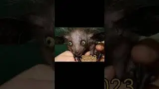 aye aye real life || mythical aye aye #shortvideo #viral