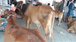 Animal shelter dera ghazi Chowk
