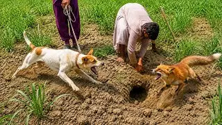 Fox Hunting in sugarcane field | Tricks & tips of hunting | Skillful Dogs | Shikari Junction 