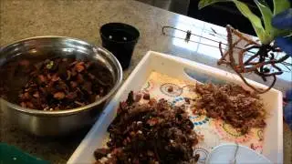 FernCrafts: Repotting Paph. Hsinying Citron - Jan, 2015