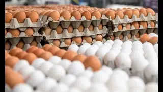 N&euml; Shqip&euml;ri produkte t&euml; rrez ikshme, SPAK t&euml; hetoj&euml; dhe t&euml; nd&euml;shkoj&euml; autor&euml;t