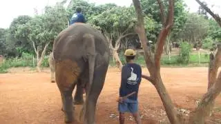 Mahout training at Baan Chang Elephant Camp