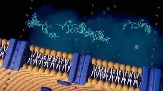 Acquaporine