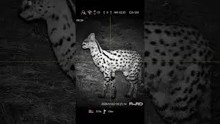 Serval #NightHunting #NightVision #PARDNightVision #FXAirgun#AirgunHunting #Airgun #AfricanWildlife