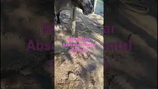 #Vet Mandibular Abscess (Dental abscess) # Abscess treatment in bull 🐂, Dr.B.L.Chandwada