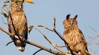 Top 10 Birds of Koshi Tappu, Nepal |Bird Watching