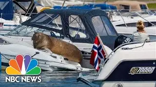 Norway&rsquo;s Beloved Walrus Freya Euthanized After Drawing Crowds