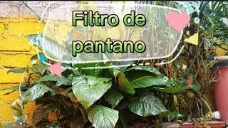 Filtro de pantano para tortugas