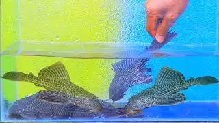 Fancy Goldfish Fanatics #part-107