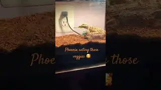 ✨ #phoenix #love #animal #phoenixlife #lizard Healthy baby phoenix✨