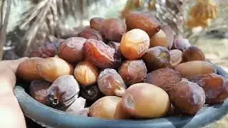صنف البريم منافس لجميع الاصناف العالميه