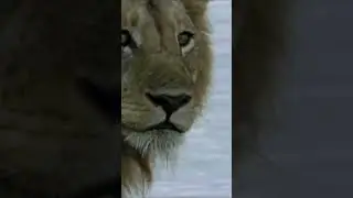 🦁🦁Lions Brave a Crocodile-Infested River: What happens next? #lion #crocodile #attack #brutal