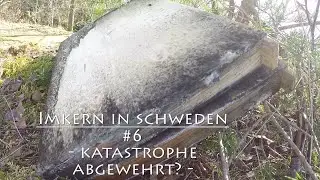 Katastrophe abgewehrt, oder Glück gehabt? - Imkern in Schweden #6