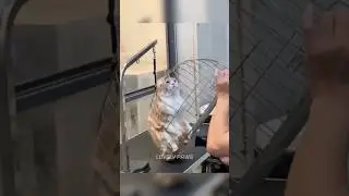 Funniest cat video 2024 #cats #shorts 🐱 Part 15