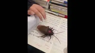 Robotic Cockroach Prank On desk 😱#shorts #toys