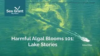 HABs 101 Lake Stories   Little Long Lake   Schifflers