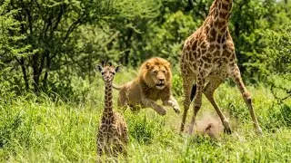 Lion Ambushes Baby Giraffe | Mother&rsquo;s Brave Defense in Green Savannah
