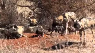 SUTRA Magazine-wildlife