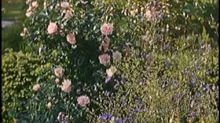 Sarah P. Duke Gardens (ca. 1939-40)  Reel #37