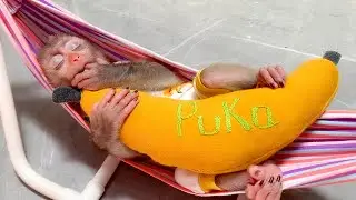 Monkey Puka woke up and didn't see his Mother, ran to find Her
