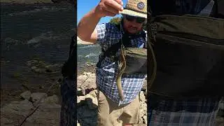 Lamprey at Williams Dam, White River, Indiana