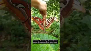 Attracting a wild male Atlas moth to mate with your female.