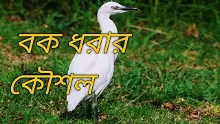 Creative Unique Bird Trap |@Siplu2.0