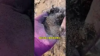 东北的黑土地，是真的有机肥！一方水土养一方人啊~ #平凡百姓纪实 #生活日常 #东北农村 #东北人 #东北特色