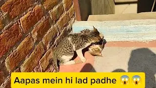 Sunday guy's cat fighting 😱😱 #trendingvlog #youtubevlog #vlogvideo #vlog 