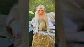 Monkey's family daily routine. #short #monkeys #animal