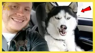 🐶 You Can&rsquo;t Stop Laughing At These Dogs 🤣 Funniest Cats and Dogs 2026