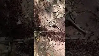 The most hardworking #insects on Earth. Safari ants #insects #nature #shortvideo