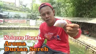 Aroma Durian Sereh Bikin Ikan Ngumpul Parah