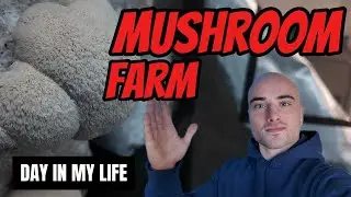 A Day In The Life of a Mushroom Farm Owner