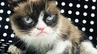 Умерла легендарная сердитая кошка Grumpy Cat