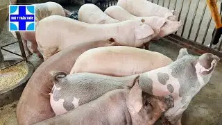 Lợn bị ho: không phải lúc nào cũng dùng thuốc