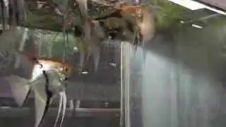 Larger Koi at Feeding Time at Angels Plus