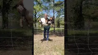 training the #goats to #electricfence w/ homemade collar #farmlife #farming #farmtips