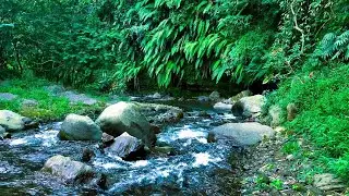 Pure | River Relaxing & Music Relaxing at Sunrise Valley for Positive Energy & Sleep 🌅🎶