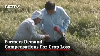 Unseasonal Rainfall Damages Crop, UP Farmer Suffers Heavy Loss