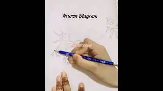Neurons Diagram Drawing #youtubeshorts #drawing #art